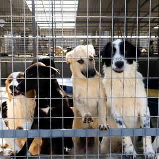 Das Tierheim Smeura in Rumänien ist das größte Tierheim der Welt.