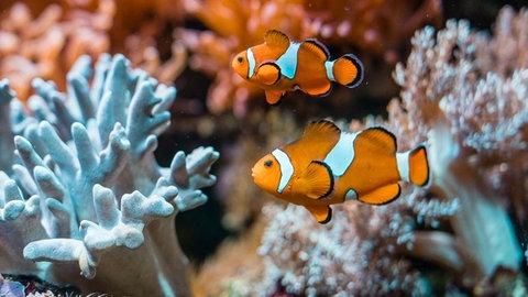 Clownfisch - die schönsten Zoos, Tierparks und Aquarien in Baden-Württemberg haben wir für euch in den SWR1 Auflugstipps gesammelt
