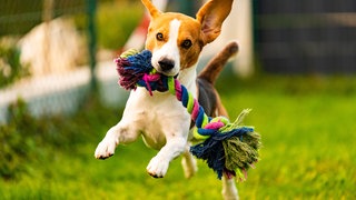 Hund spielt mit seinem Spielzeug
