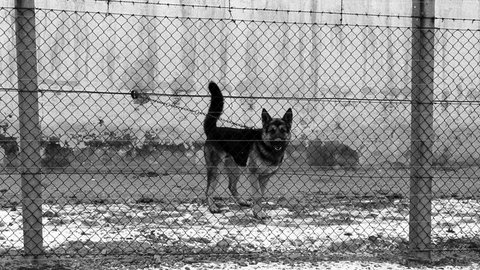 Bilder zum Artikel "Der Schäferhund" 