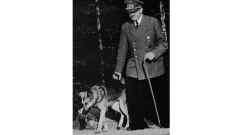 Bilder zum Artikel "Der Schäferhund" 