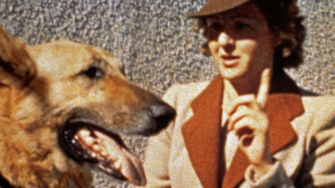 Bilder zum Artikel "Der Schäferhund" 