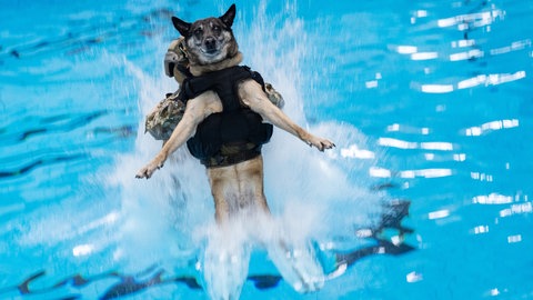 Bilder zum Artikel "Der Schäferhund" 