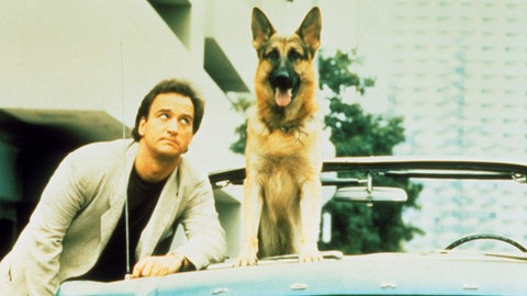 Bilder zum Artikel "Der Schäferhund" 