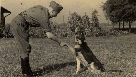 Bilder zum Artikel "Der Schäferhund" 