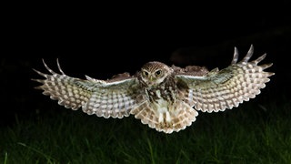 Steinkauz, Steinkäuze (Athene noctua)