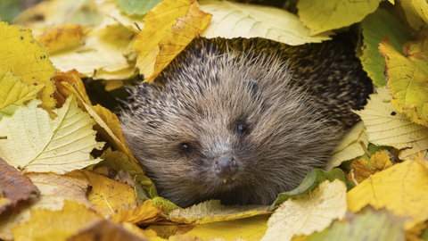 Ein Igel inmitten bunter Blätter, wie er aus einem Haufen Laub herausschaut