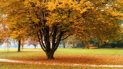 Ein prachtvoller Baum im Park, umgeben von einem bunten Teppich aus Herbstlaub.