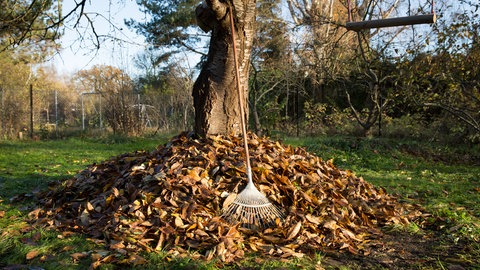 Ein Rechen für Laub steht auf einem Gartengrundstück an einem Baum mit vielen Blättern. 