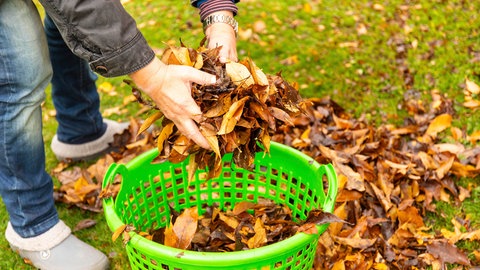 Ein Mann hebt im Herbst einen Haufen Laub vom Boden in einen grünen Behälter.