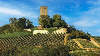 Wandern in Kraichgau-Stromberg: Blick auf die Ravensburg bei Sulzfeld, inmitten von Weinbergen vor blauem Himmel