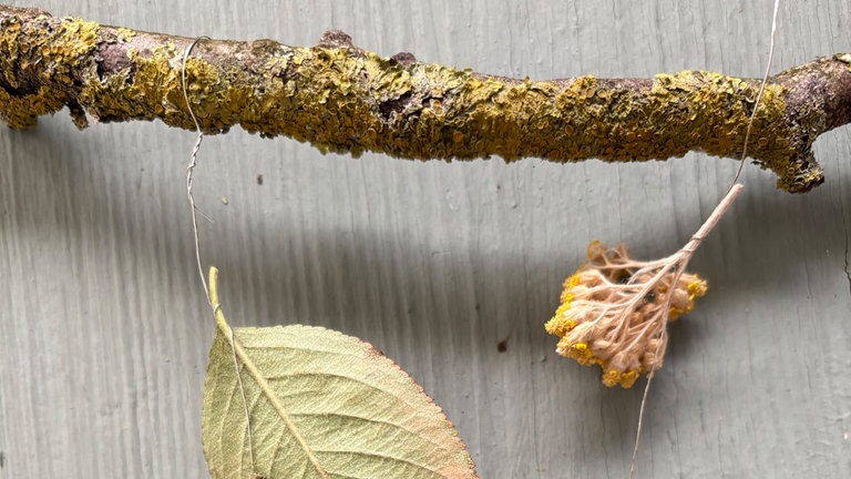 Alle Girlanden am Ast befestigen und mit den freien Drahtenden fixieren. 