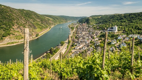 Wandern am Mittelrhein: Blick über die Weinreben auf den Rhein und den Ort Oberwesel