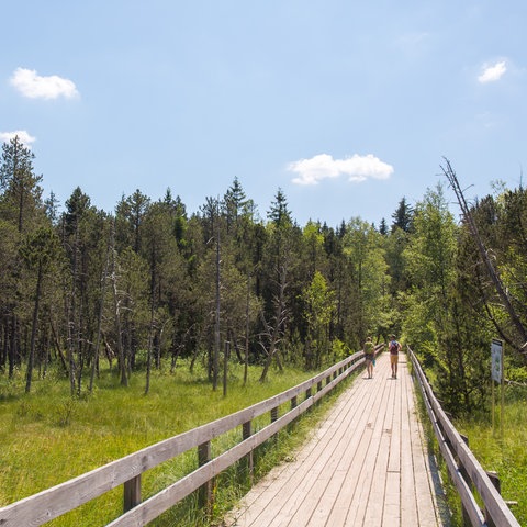 Wandern im Schwarzwald: Zwei Wandernde laufen über einen Steg durch das Hochmoor bei Hinterzarten im Südschwarzwald.