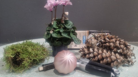 Advents-Deko mit Alpenveichen, Tannengrün und Tannenzapfen