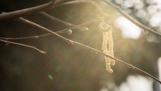 Ein Haselnussstrauch, aufgenommen am 09.03.2021 in einem sonnigen Garten in Wittenberge.