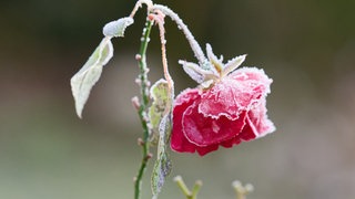 Winterliche Ruhe im Garten: Warum Nichtstun jetzt die beste Gartenarbeit ist