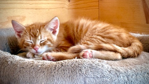 Haustiere die beim Mensch im Bett schlafen