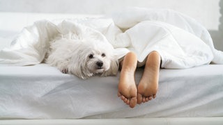 Haustier schlafen mit Mensch im Bett