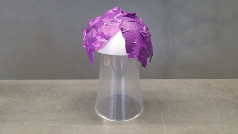 Traubenhyazinthen in Papierschale