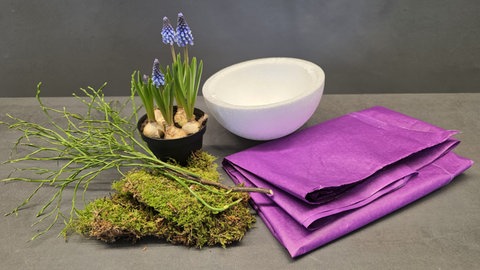 Traubenhyazinthen in Papierschale