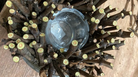 Rebenschnitt mit Früglingsblumen