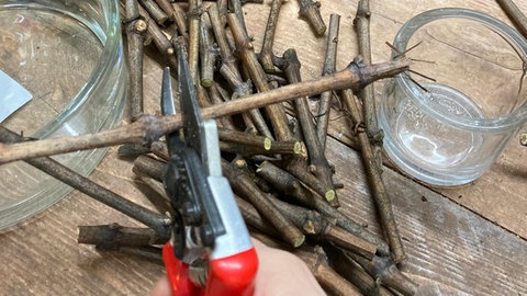 Rebenschnitt mit Früglingsblumen