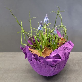 Traubenhyazinthen in Papierschale