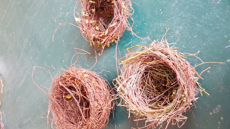 Circa 3-4 cm vor Ende der Drahtstäbe das Weben stoppen, den Myrthedraht fixieren und diesen abschneiden. Nun werden abschließend die abstehenden Drahtstäbe im Wechsel nach Innen und Außen ins Nest gebogen. So erreichen wir noch mehr Stabilität