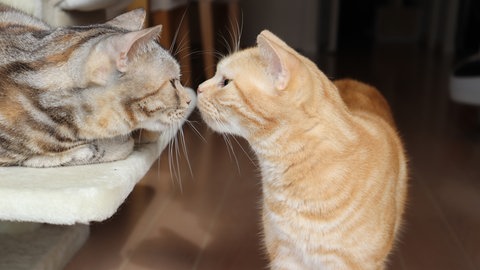 Katze küssen mit der Nase und Gruß 