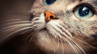 Gesicht einer Katze