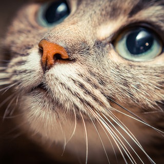 Gesicht einer Katze