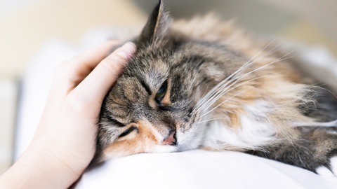 Closeup Portrait eine traurige Kattun Maine-Coon-Katze Gesicht liegend im 