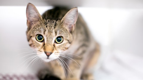 Eine weitäugige tabby Katze in einer hockenden Position 