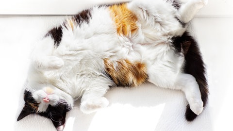 Weiße Katze liegt auf Fensterbank  