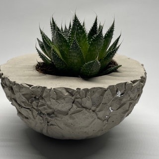 Betonschale für Sukkulenten