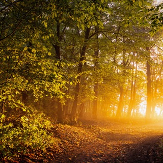Wald wird im Herbst von der Sonne angeschienen