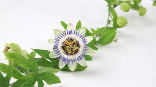 Sie gilt als eine der schönsten Blüten der Welt und soll bei Unruhe und Ängsten helfen: die Passionsblume