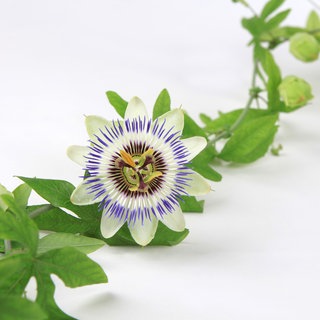 Sie gilt als eine der schönsten Blüten der Welt und soll bei Unruhe und Ängsten helfen: die Passionsblume