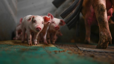 Tierbetrieb, in Betrieben mit Massentierhaltung werden oft Antibiotika gegen Keime eingesetzt. Aber auch in der Humanmedizin entstehen Antibiotikaresistenzen.