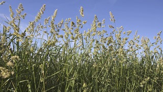 Wiese mit hohen Gräsern. Der Einsatz von Düngemitteln könnte Allergikern das Leben zusätzlich erschweren, wie ein Forschungsteam aus Belgien jetzt zeigen konnte. Dafür haben sie erstmals die Pollen von ungedüngten und gedüngten Grasflächen direkt miteinander verglichen.