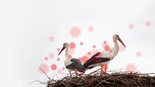 Forschung: Neues mögliches Medikament gegen das Virus der Vogelgrippe getestet