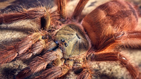 Wer mit großen Spinnen übt, wird auch die Angst vor kleineren Spinnen verlieren. Diese Methode nennt sich Überexposition und kann mithilfe von virtueller Realität auch bei Lampenfieber eingesetzt werden.