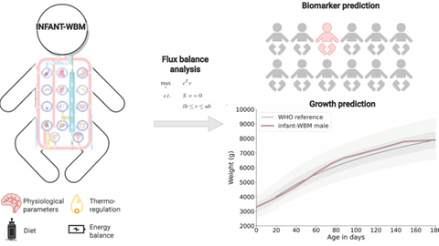 Der Digitale Zwilling von Neugeborenen: Das mathematische Modell des Stoffwechsels sagt das Wachstum von Säuglingen und bekannte Biomarker von erblichen Stoffwechselkrankheiten vorher.