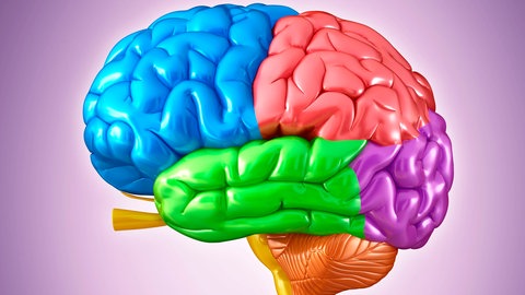 Bei Probandinnen, die unter Einsamkeit leiden, ist die Hirnaktivität verändert: Der Parietallappen ist aktiver | Illustration der Hirnareale.