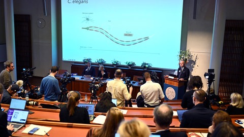 Verkündung des Nobelpreis für Physiologie oder Medizin. In einer Präsentation wird die Entdeckung der microRNA im Fadenwurm C. elegans erklärt.