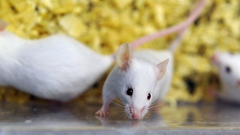 Bei Mäusen wäre die moralische Hemmschwelle höher als beim Experimentieren mit den Fadenwürmern C. elegans.
