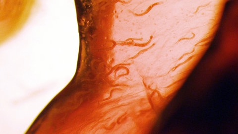 Fadenwürmer C. elegans in einer Nährlösung. Der Wurm dient als Modellorganismus in der Forschung.