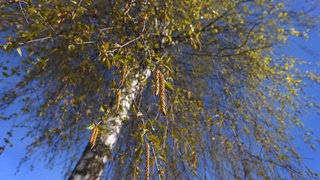 Ein Birkenbaum mit Blütenständen