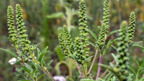 Blütenstände der Ambrosia